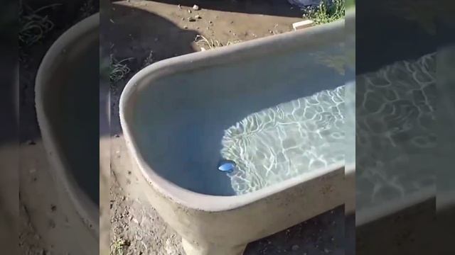 Ванна из бетона "Бегемотик" ) смотреть онлайн