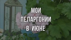 Мои пеларгонии в июне. Выпуск от 18.06.24
