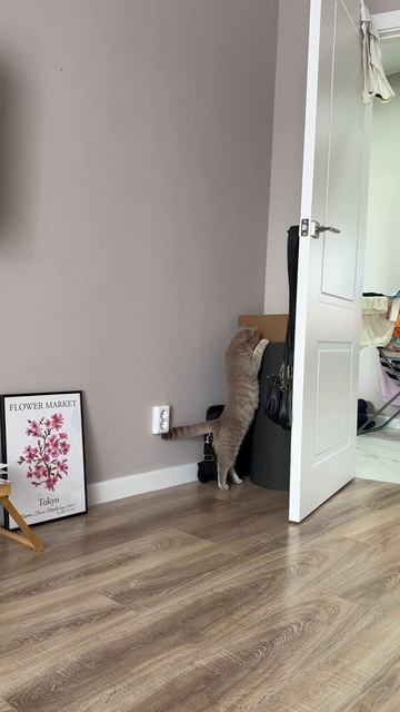 Инст: @vita_mixailova #шпиц#собака#кошка#pet#померанскийщпиц#не смотреть онлайн