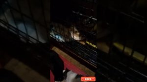 Приют 37 кошек  
3 котенка.
4 собаки. 
Делаем для них ,что можем.