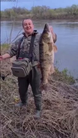 Трофейный Судак 🎣