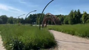 Солнечные Лучи Сквозь Листву: Лесная Светотерапия