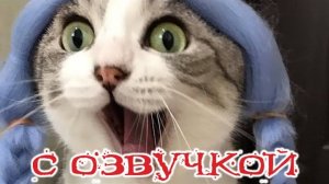 Приколы с котами! - С ОЗВУЧКОЙ! САМЫЕ СМЕШНЫЕ ЖИВОТНЫЕ! Смешные коты! До слез!