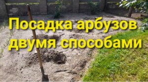 Посадка арбузов двумя способами.