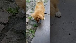 1000009876.mp4  Злюка.Инна Гетц.