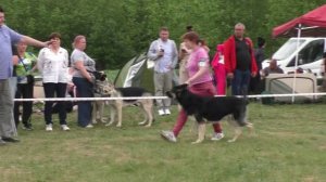 Витязь Индиго