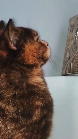 Эта милая кошечка часто сидит либо у одной иконы,либо у нескольких.Иногда просто лежит недалеко от и