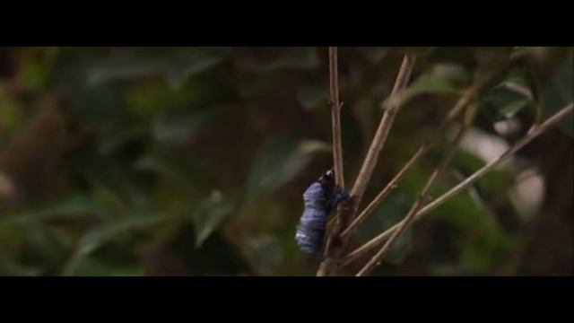 Метаморфоза - Разборки в стиле Кунг-фу смотреть онлайн