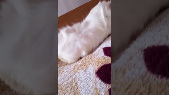 Плюсы-Минусы Морских свинок 🥥😵 смотреть онлайн