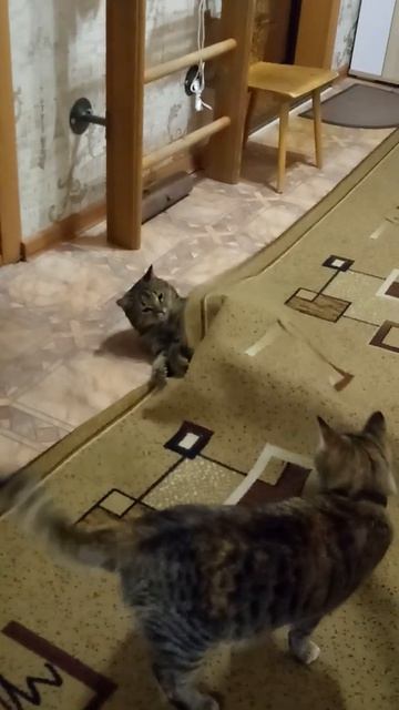 Я в домике, не беспокоить!)) #кошки#игры #зверьемое #дом