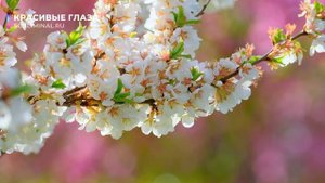 Красивые глаза. Скрытые аффирмации. Саблиминал.