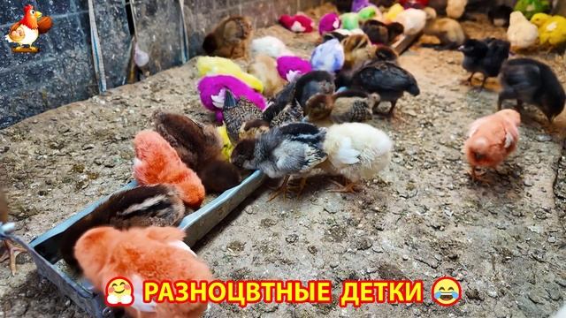 Цыплята и утята милые пушистики растут на радость хозяину (14)