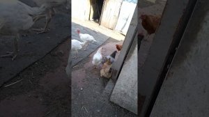 пранк 3/5 в пользу индюкам😹😹😹