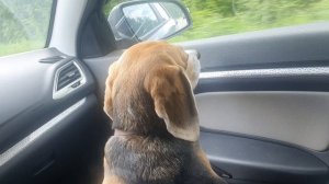 Молли едет на дачу.