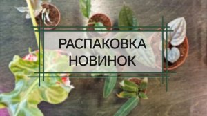 Распаковка цветочных новинок. Запись прямого эфира. Май 2025