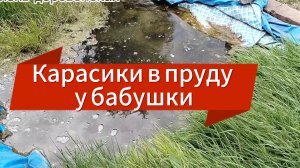 Карасики в пруду у бабушки.