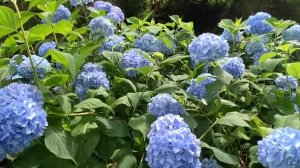 Абхазия- Ткварчал- заросли цветущих гортензий