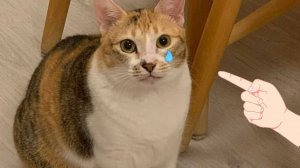 Приколы с котами! Смешные коты - Самые смешные животные С ОЗВУЧКОЙ! Ржака!!