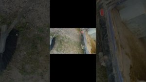Пол царство за коня,привёз жеребца