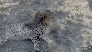 Теперь котята могут маму за ушки подергать, поиграть с ней