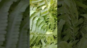 мистический летний цветок-папоротник