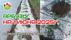 Арбузы на 1 июня 2025 в средней полосе России