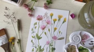Скерда болотная и подмаренник северный. Рисуем букет цветов акварелью
