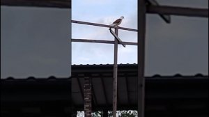 голуби Виктора Анапа