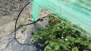 Сорт клубники Априка в Приморском крае как растет, размеры и урожайность
