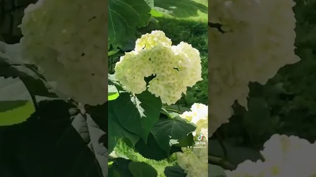 Солнечный уголок цветочного рая смотреть онлайн