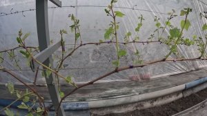 Открытие нового виноградного сезона 2025 г. Как чувствует себя виноградник после заморозков?