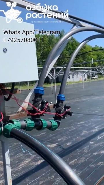 Автоматический полив на контейнерной площадке в наше