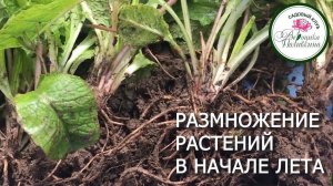 РАЗМНОЖЕНИЕ МНОГОЛЕТНИКОВ В НАЧАЛЕ ЛЕТА
