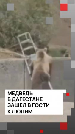 Медведь в Дагестане зашел в гости к людям