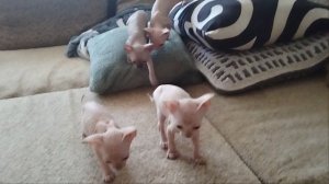 Котята канадского сфинкса