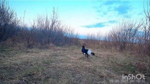 Гости на току. Тетеревинный ток.