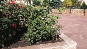 #обзор Райский уголок в центре Челябинска! Обзор терри