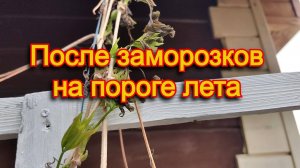 Дача после заморозков