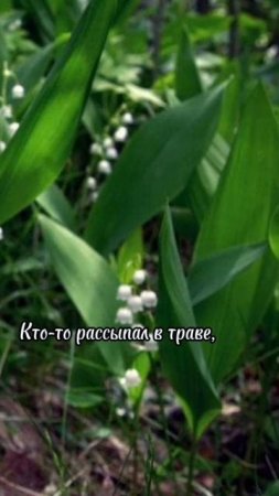 Ландыш