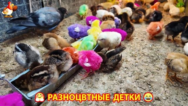 Цыплята и утята милые пушистики растут на радость хозяину (13)