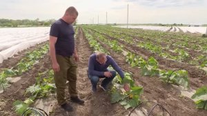 Урожай кабачков и огурцов собирают оренбургские овощеводы