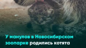 У манулов в Новосибирском зоопарке родились котята