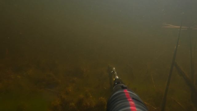 финский залив