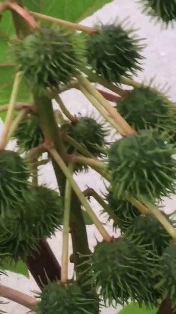 Будьте осторожны!Это растение очень ядовитое,зачасту? смотреть онлайн