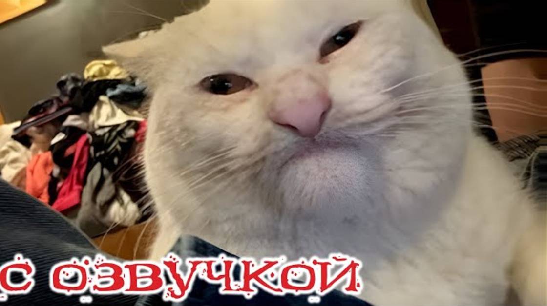 Приколы с котами!! С ОЗВУЧКОЙ! СМЕШНЫЕ КОТЫ! Самые смешные животные!