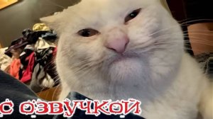 Приколы с котами!! С ОЗВУЧКОЙ! СМЕШНЫЕ КОТЫ! Самые смешные животные!