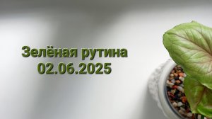 322. Цветы: Зелёная рутина 02.06.2025.