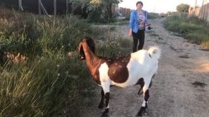Игривые козочки камори: еле убедили вернуться к хозяйке!