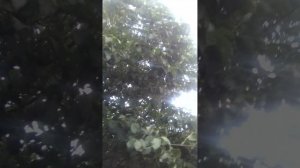 Фруктов много в этом году💪