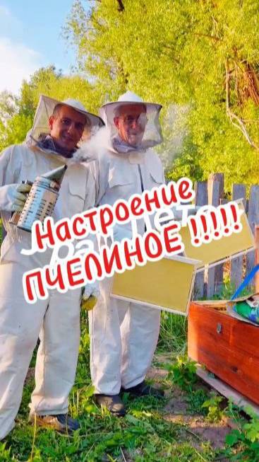 НАСТРОЕНИЕ ПЧЕЛИНОЕ!!! смотреть онлайн